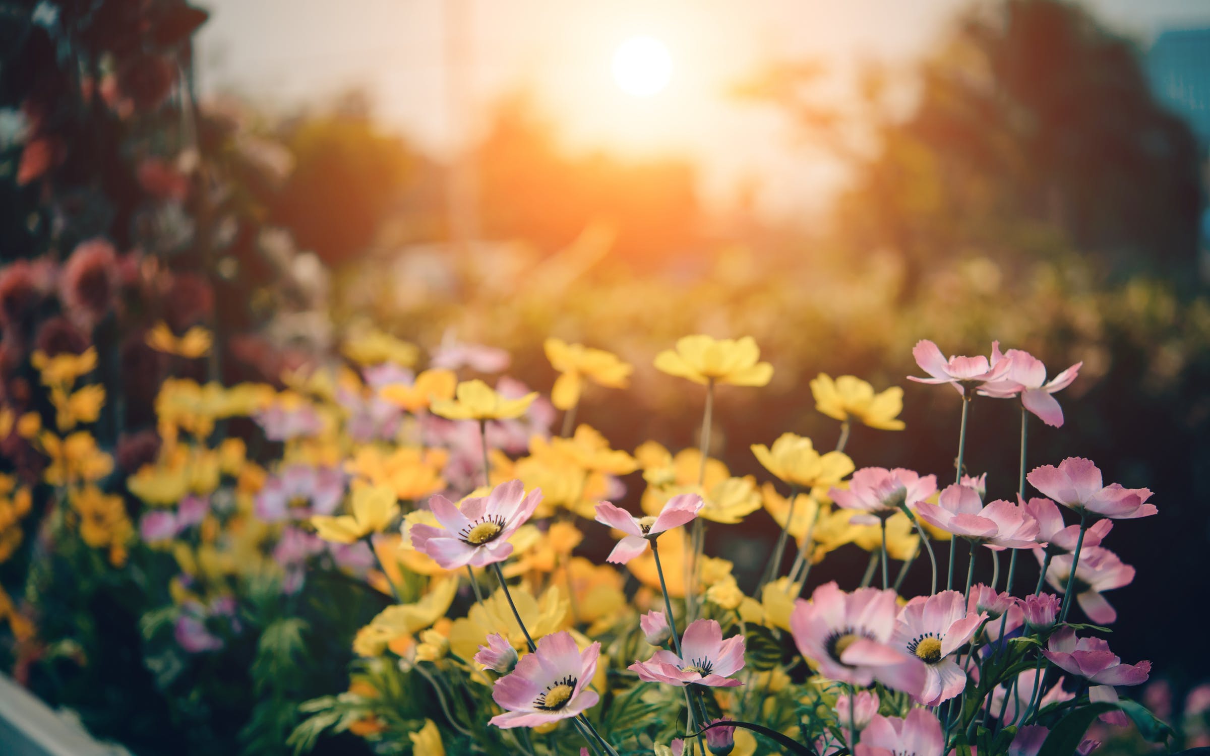 Tuinplanten verzorgen