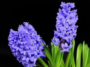 hyacint verzorgen