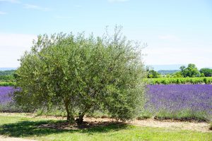 olijfboom verzorgen