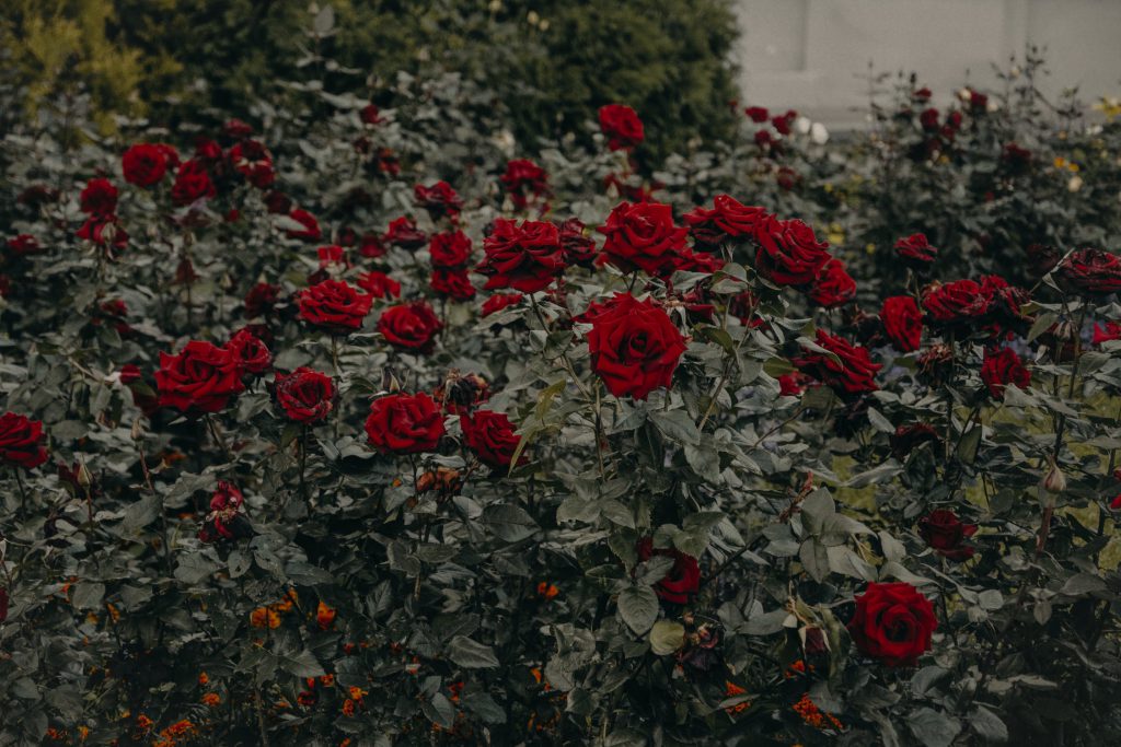 Rozen en onderhoud van rozen!