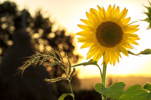 zonnebloemen verzorgen